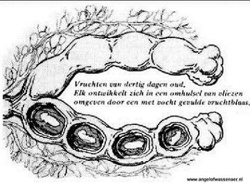 Embryo's in baarmoederhoorns 30 dg dracht